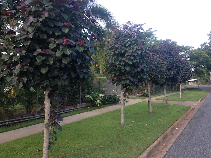 jual pohon waru hijau