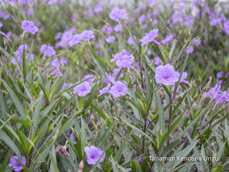 kencana ungu bunga &bull; Jual Tanaman Hias Kencana Ungu untuk Taman