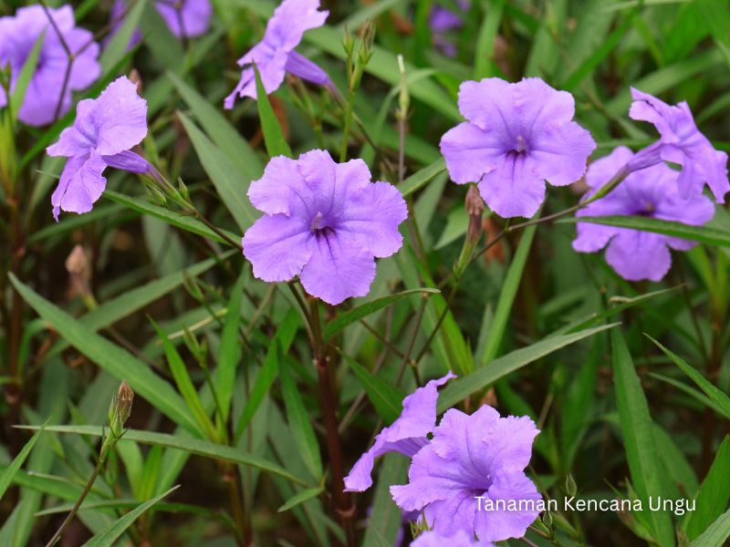 kencana ungu tanaman &bull; Jual Tanaman Hias Kencana Ungu untuk Taman