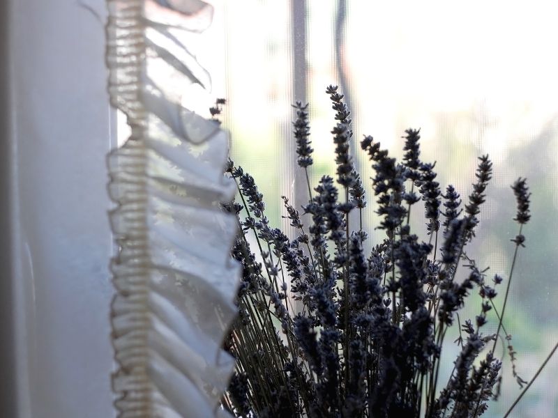 lavender Tanaman Pengusir Nyamuk