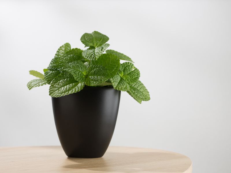 mint Tanaman Pengusir Nyamuk