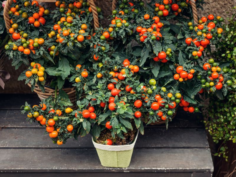 Tanaman Buah yang Cocok Ditanam di Pot & Cepat Berbuah 4 tanaman buah di pot • Tanaman Buah yang Cocok Ditanam di Pot & Cepat Berbuah