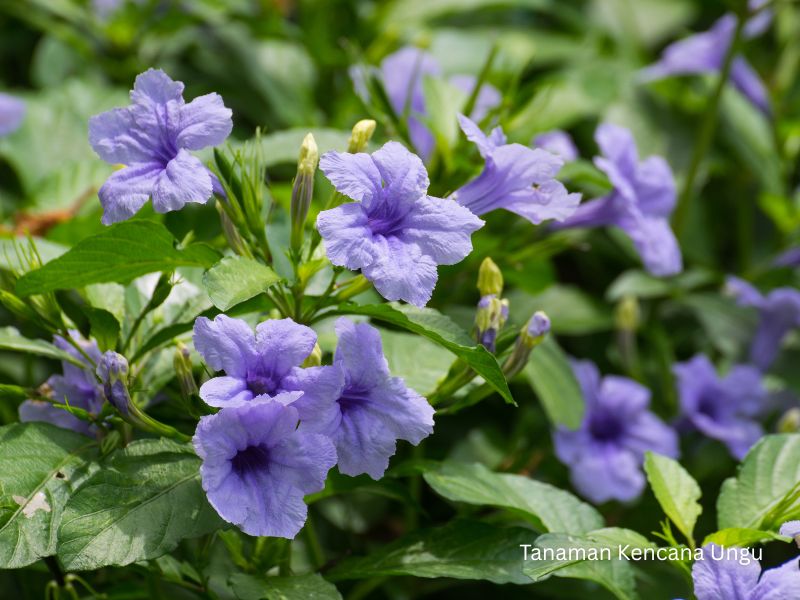 tanaman bunga kencana ungu &bull; Jual Tanaman Hias Kencana Ungu untuk Taman