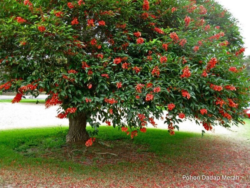 tanaman dadap ayam &bull; Jual Pohon Dadap Merah