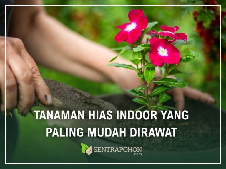 tanaman hias indoor yang mudah dirawat
