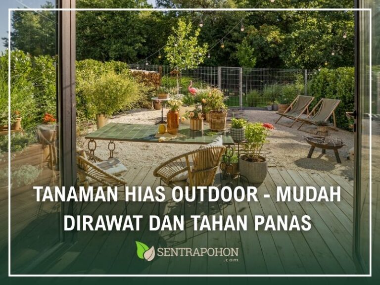 tanaman hias outdoor yang mudah dirawat