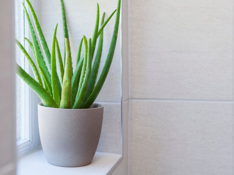 tanaman lidah buaya