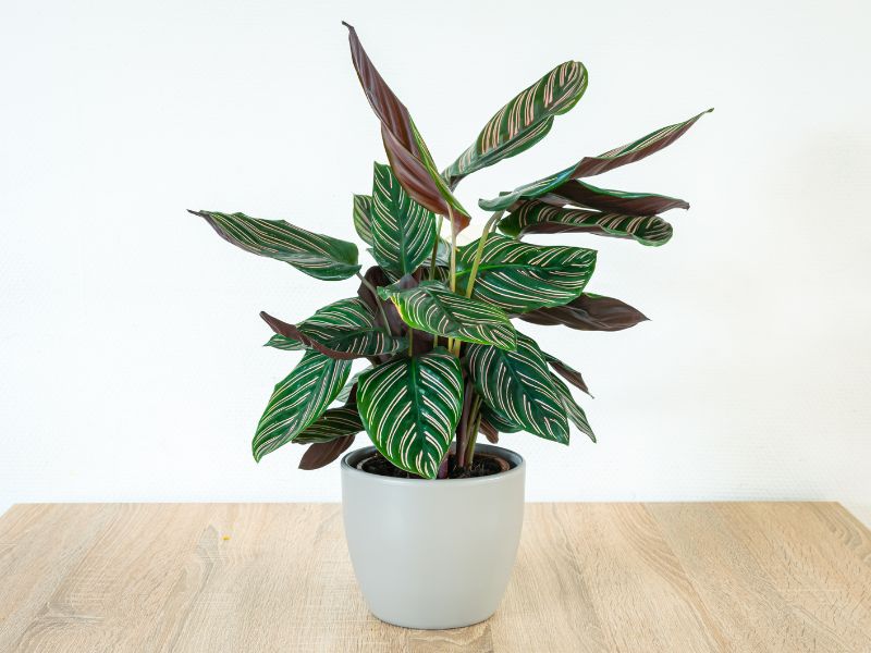 Calathea