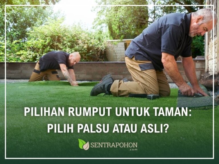 pilihan rumput untuk taman