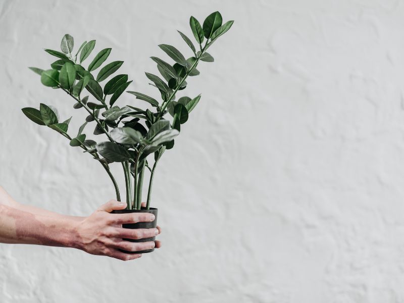 Zamioculcas zamiifolia