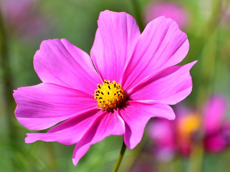 bunga cosmos