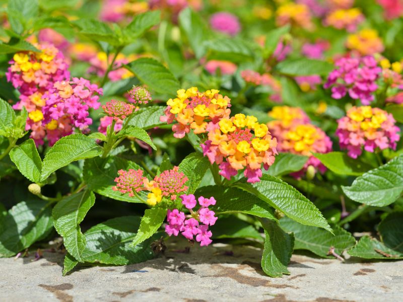 bunga lantana