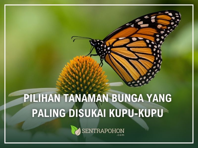 bunga yang disukai kupu kupu