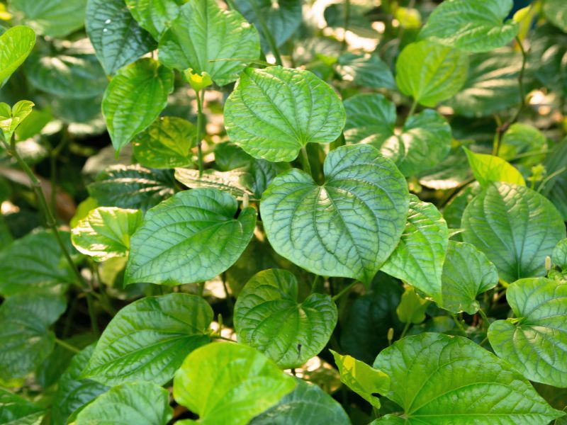 daun sirih &bull; Tanaman Obat Keluarga yang Cocok Ditanam di Rumah
