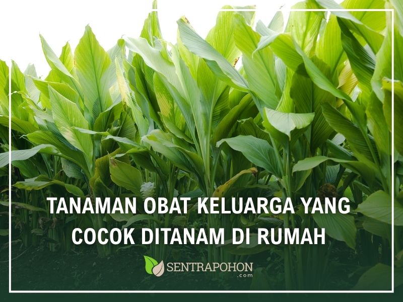 macam macam tanaman obat