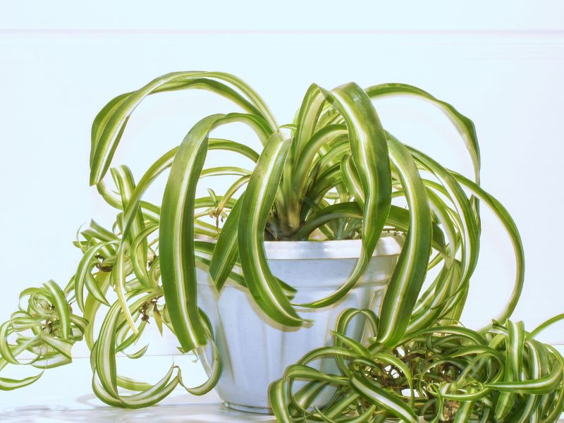 spider plant (2)