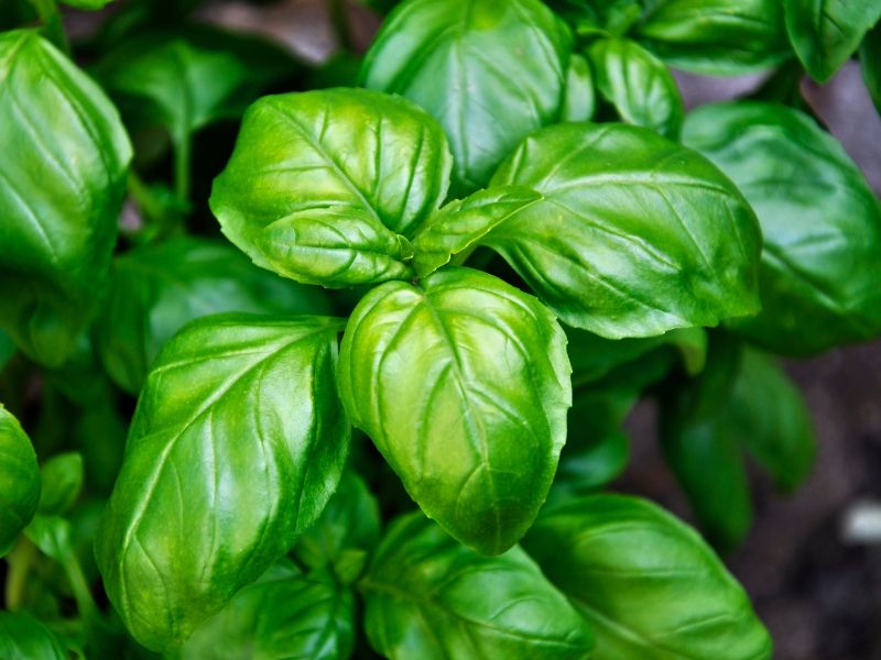 tanaman basil
