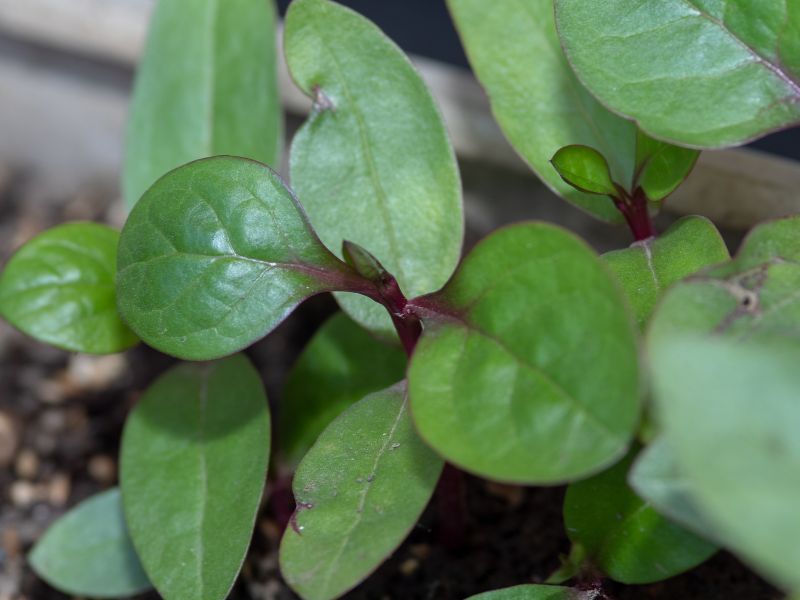 tanaman binahong &bull; Tanaman Herbal untuk Kecantikan Wajah