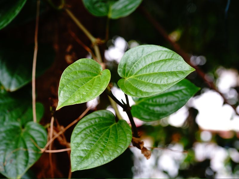 tanaman daun sirih &bull; Tanaman Herbal untuk Kecantikan Wajah