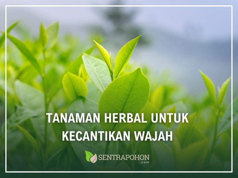 tanaman herbal untuk kecantikan wajah