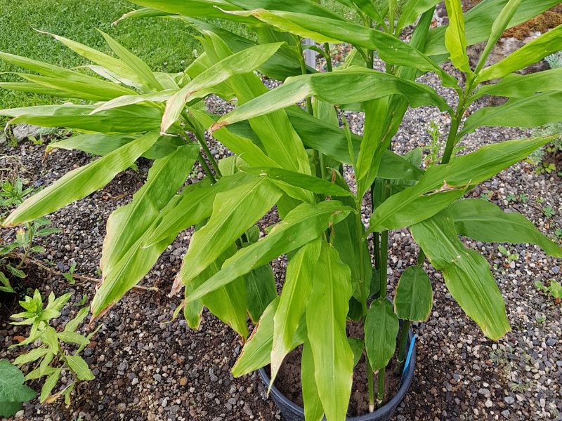 tanaman jahe &bull; Tanaman Obat Keluarga yang Cocok Ditanam di Rumah