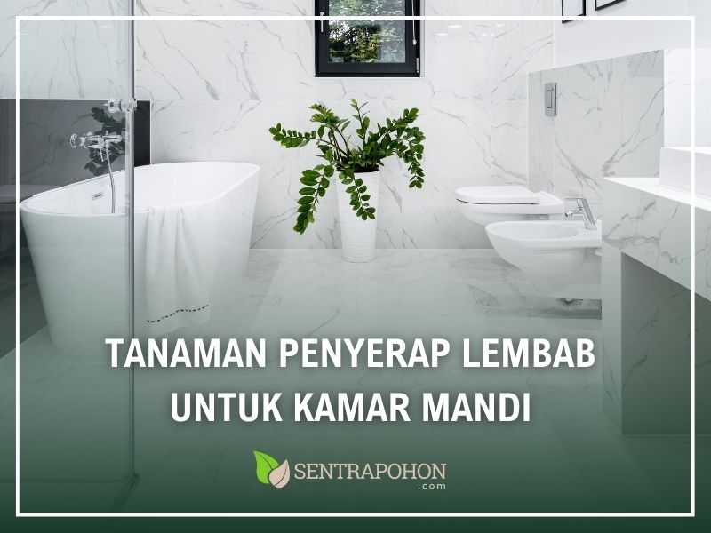 tanaman kamar mandi