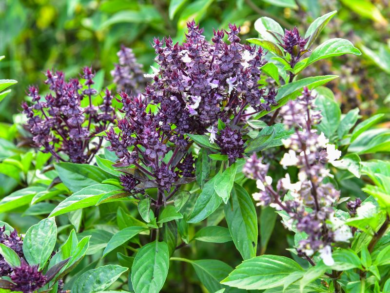 tanaman kemangi &bull; Tanaman Herbal untuk Kecantikan Wajah