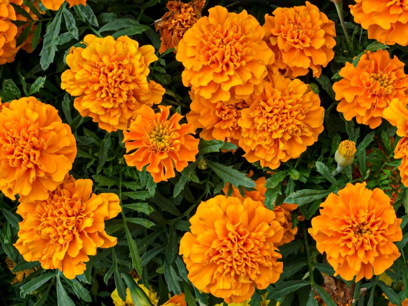 tanaman marigold