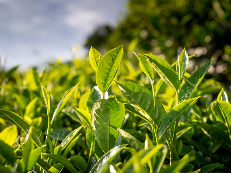 tanaman teh hijau