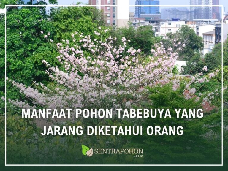 Manfaat Pohon Tabebuya yang Jarang Diketahui Orang