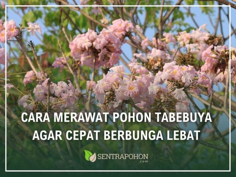 cara agar tabebuya cepat berbunga
