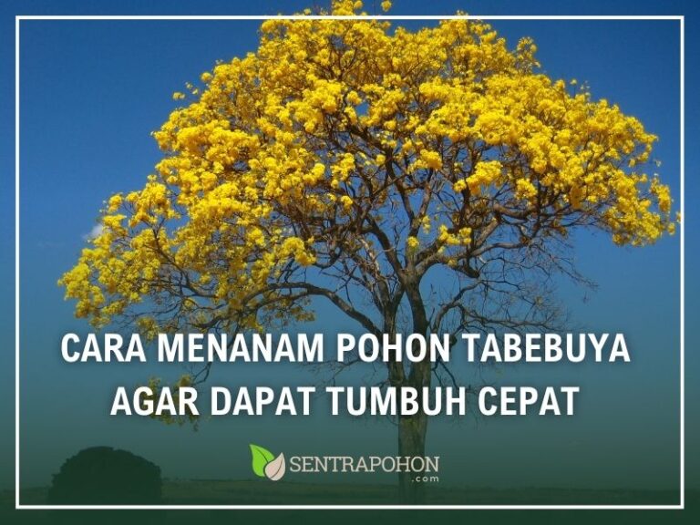 cara menanam pohon tabebuya