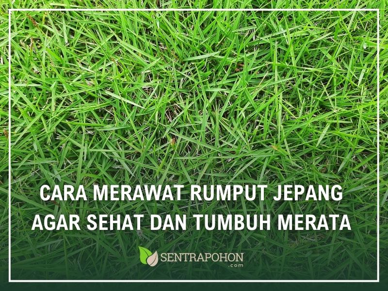 cara merawat rumput jepang