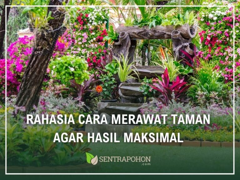 cara merawat taman