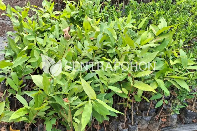 harga bibit jambu air citra