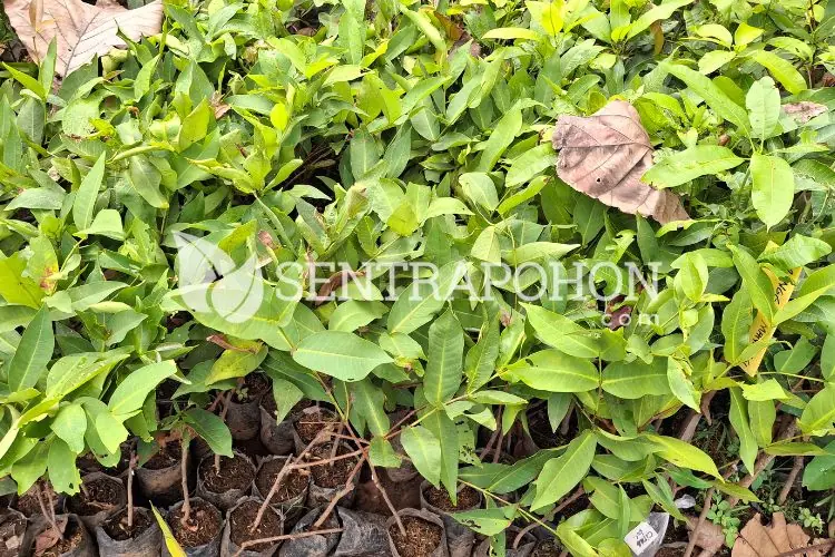 harga bibit jambu air green giant