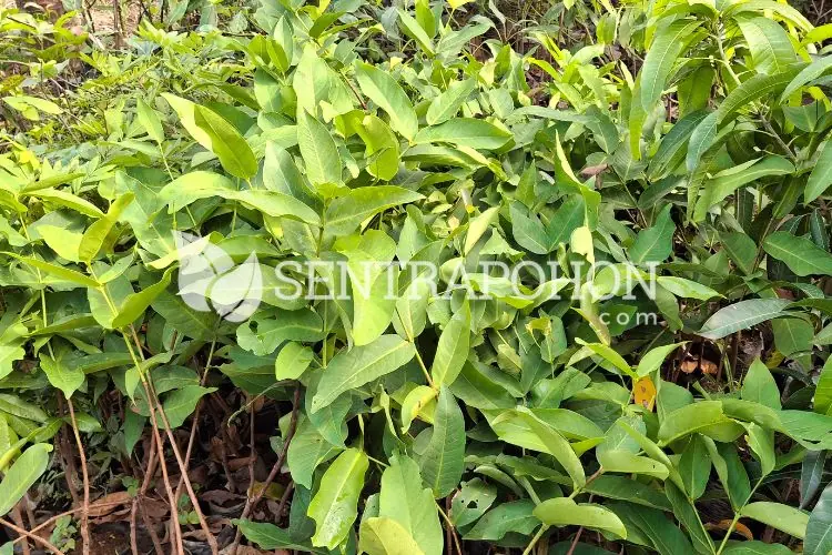 harga bibit jambu air madu deli