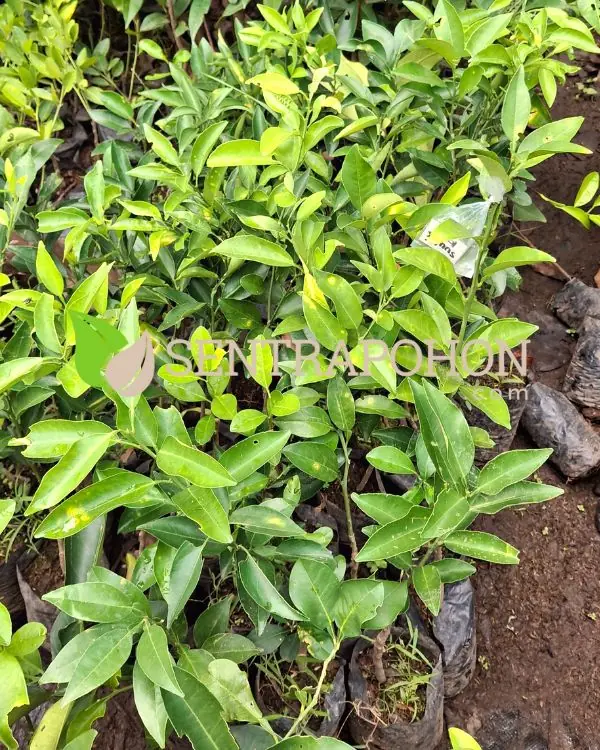 harga bibit jeruk dekopon