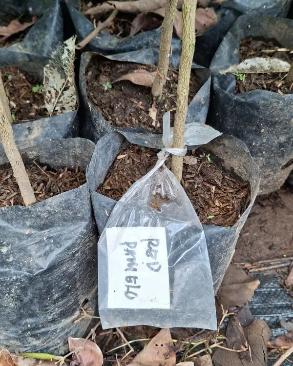 harga bibit jeruk lemon