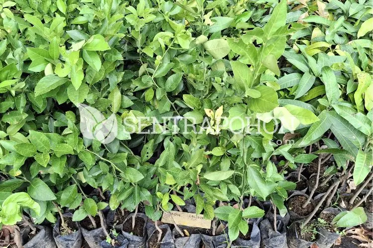 harga bibit jeruk santang madu &bull; Jual Bibit Jeruk