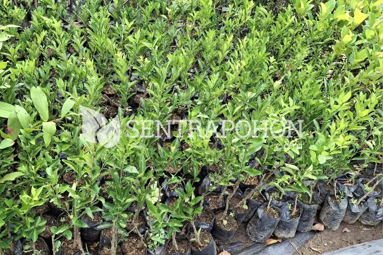 harga bibit jeruk santang madu