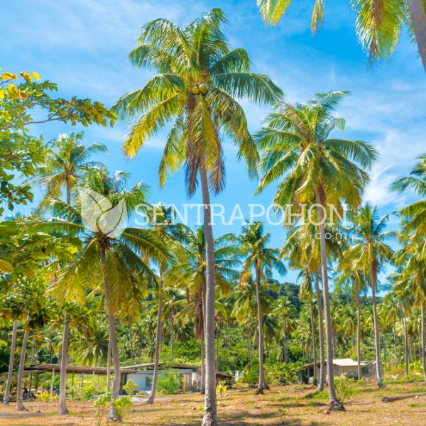 harga bibit kelapa genjah entok kebumen