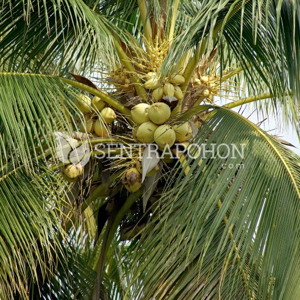 harga bibit kelapa hibrida pendek