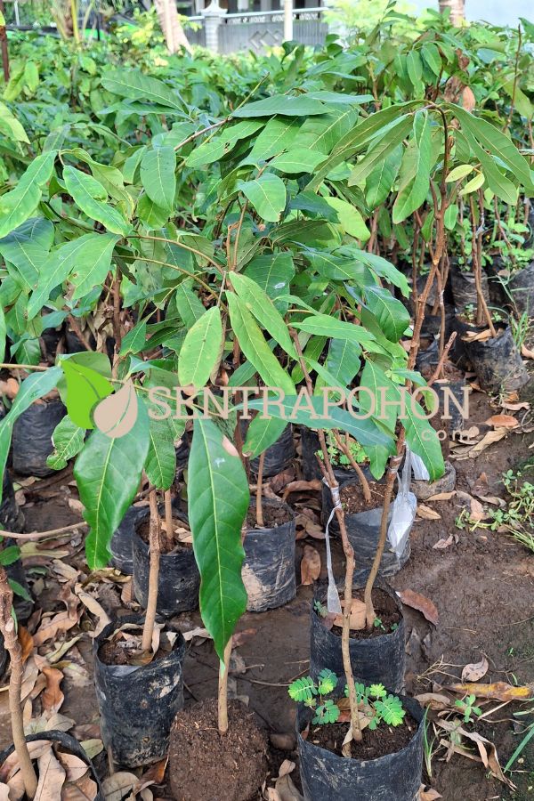 harga bibit kelengkeng