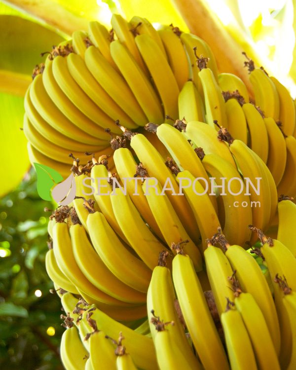 harga bibit pisang fhia 17