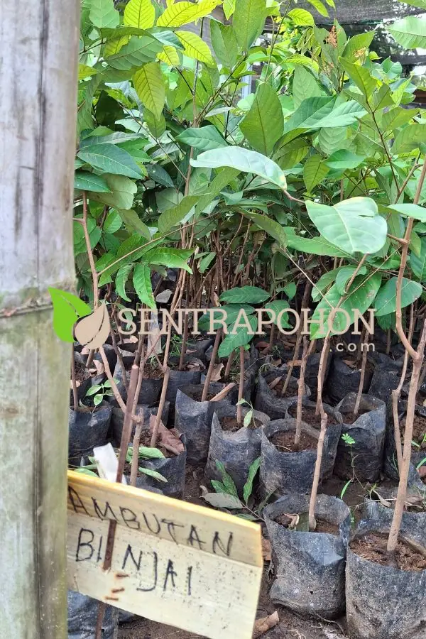 harga bibit rambutan 1 &bull; Jual Bibit Rambutan