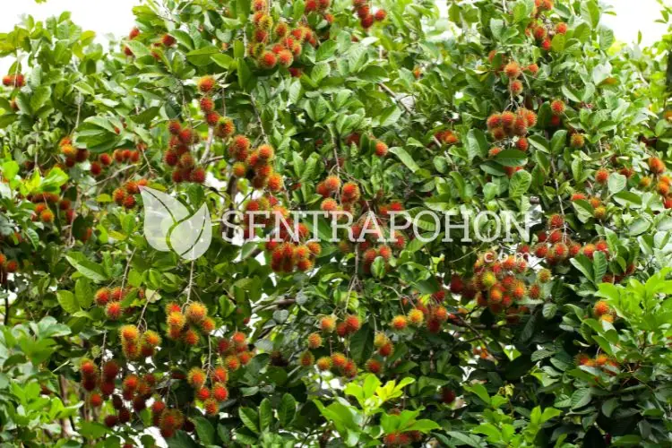 harga bibit rambutan rapiah &bull; Jual Bibit Rambutan