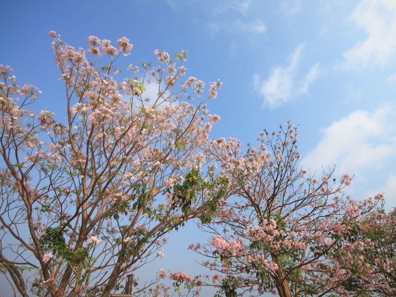 jenis bunga tabebuya