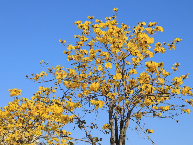 jenis pohon tabebuya kuning