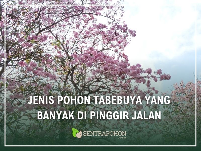 jenis tabebuya
